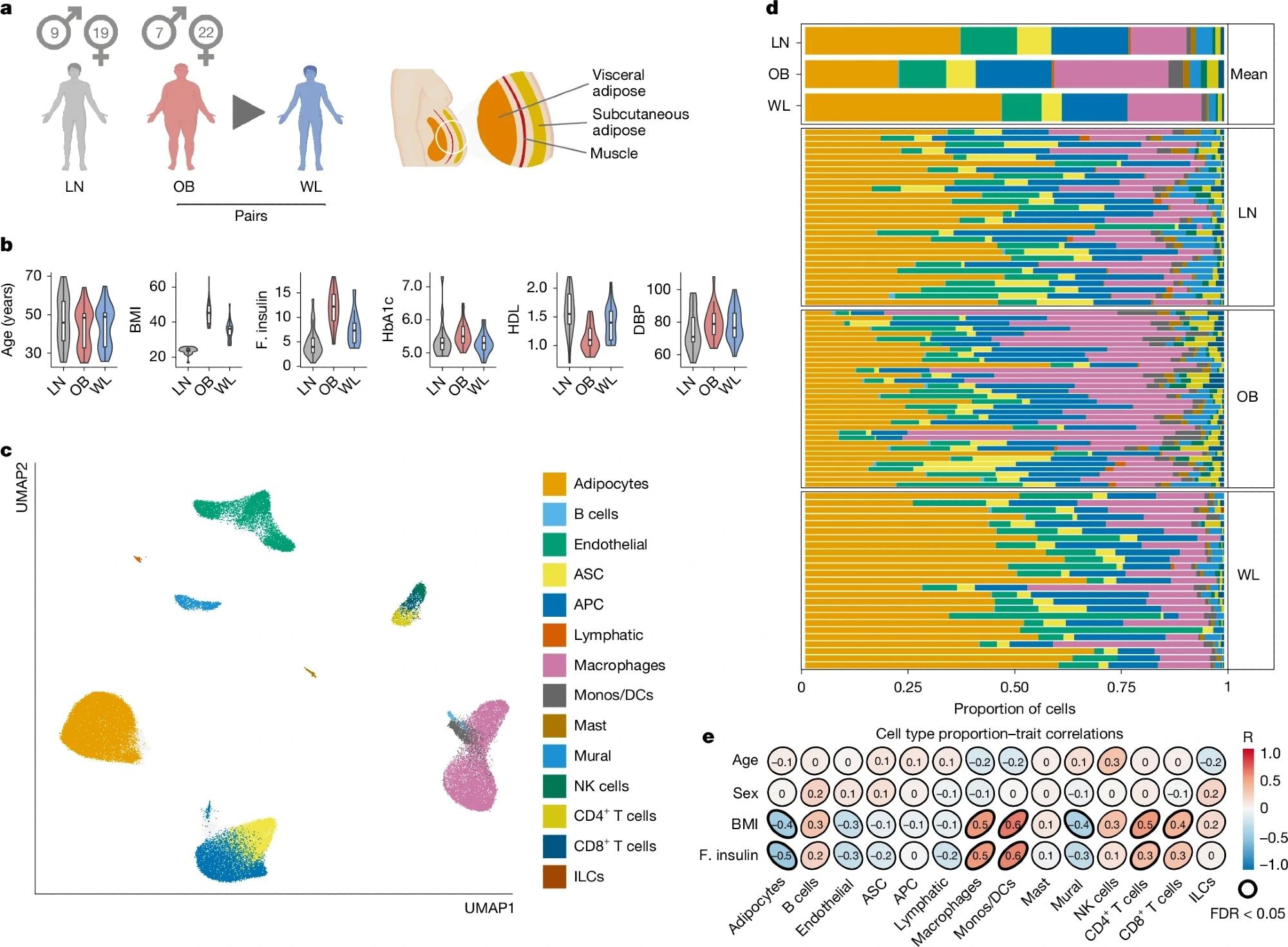 a, Graphical representation of the primary study cohort (left; single-nucleus analyses in n = 25 obese (OB) people before and after WL and n = 24 lean (LN) people, with spatial analyses in n = 4 people per group) and AT anatomical location (right). b, Clinical characteristics of the primary cohort (n = 24 LN and 25 paired OB–WL donors). Boxplot, median interquartile range minimum and maximum. BMI, body mass index (kg m–2); F insulin, fasting insulin (mIU L–1); HbA1c, haemoglobin A1c (%); HDL, high-density lipoprotein cholesterol (mM); DBP, diastolic blood pressure (mm Hg). c, Uniform manifold approximation and projection (UMAP) of 145,452 human AT cells (n = 74 samples of the primary cohort and n = 13 samples of the Emont published cohort11, single nucleus). ASC, adipocyte stem cells; APC, adipocyte progenitor cells; Mono, monocytes; DCs, dendritic cells; ILCs, innate lymphoid cells. d, Cell-type proportions (for the cell types in c) in the combined cohort, mean per group, and for each sample (single nucleus). e, Correlations between cell types and clinical traits (Pearson, LN and OB samples only, single nucleus). Illustration in a created using BioRender (Scott, W., https://BioRender.com/rtmnzaj; 2025).