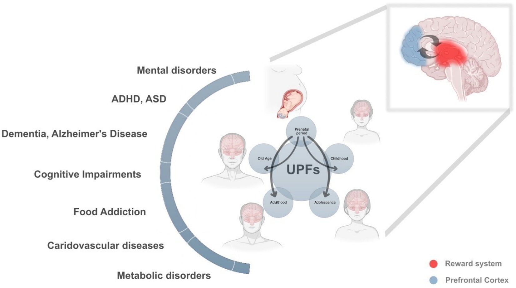 The lifelong and intergenerational impact of ultra-processed foods (UPFs) on health and neurodevelopment. This figure illustrates the profound and cumulative effects of UPF consumption across different life stages, prenatal period, childhood, adolescence, adulthood, and old age, highlighting their role in a broad spectrum of neurodevelopmental, metabolic, cardiovascular, and cognitive disorders. The interconnected arrows emphasize how exposure to UPFs in one stage can amplify health risks in later stages, creating a continuous and reinforcing cycle of adverse health outcomes.