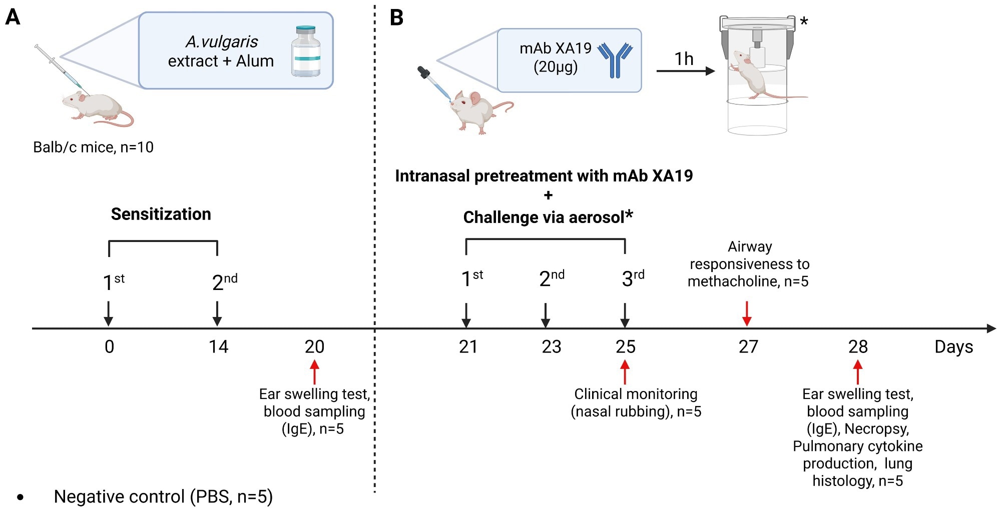 Study design. The schematic illustration shows the sensitization of mice with Artemisia vulgaris pollen extract (A), intranasal pretreatment with the monoclonal antibody XA19 and following subsequent allergen challenge (B).