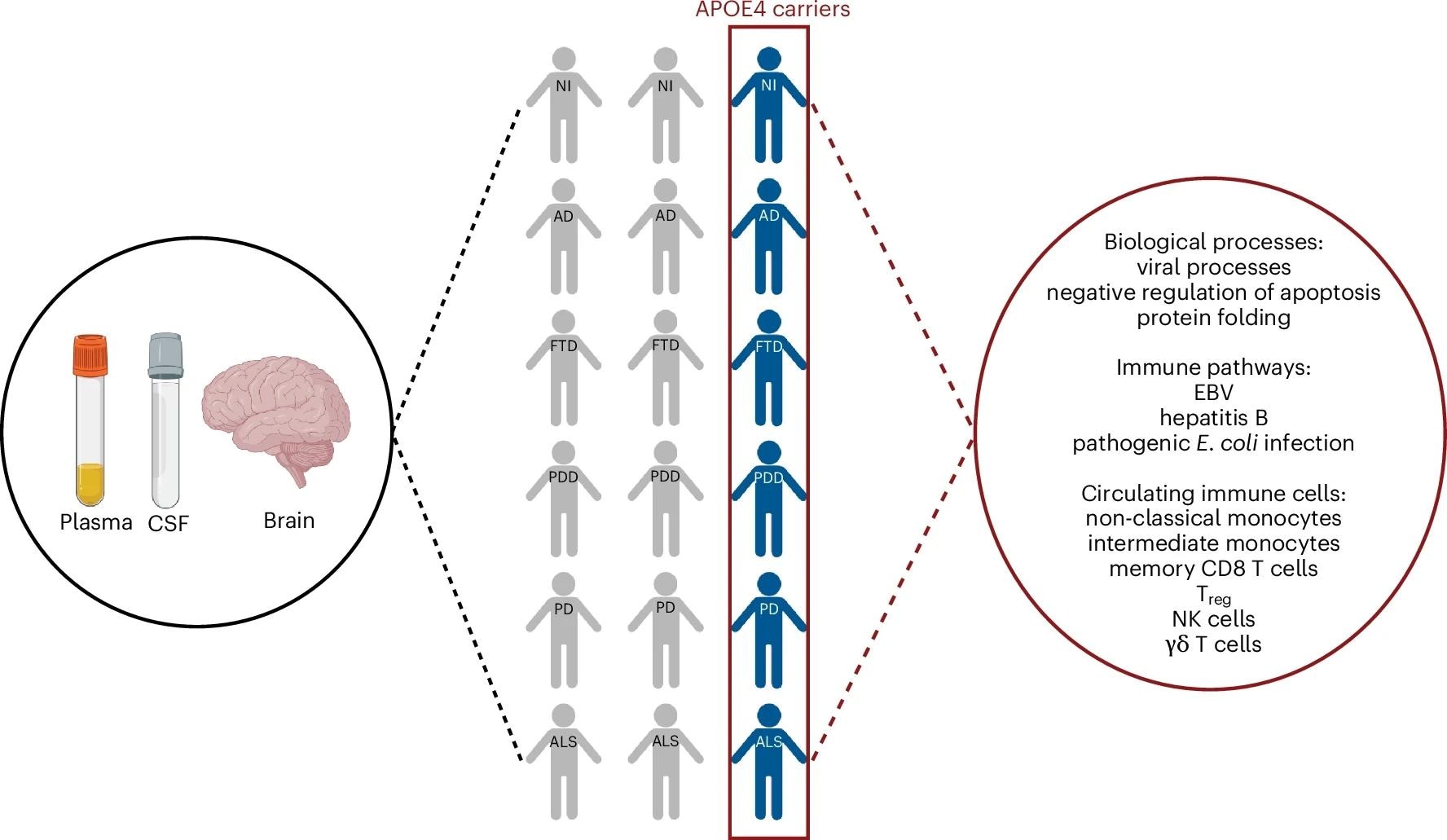APOE ε4 carriers across different neurodegenerative diseases share a common systemic proteomic change reflective of pro-inflammatory immune dysregulation. The figure is created with BioRender.com.