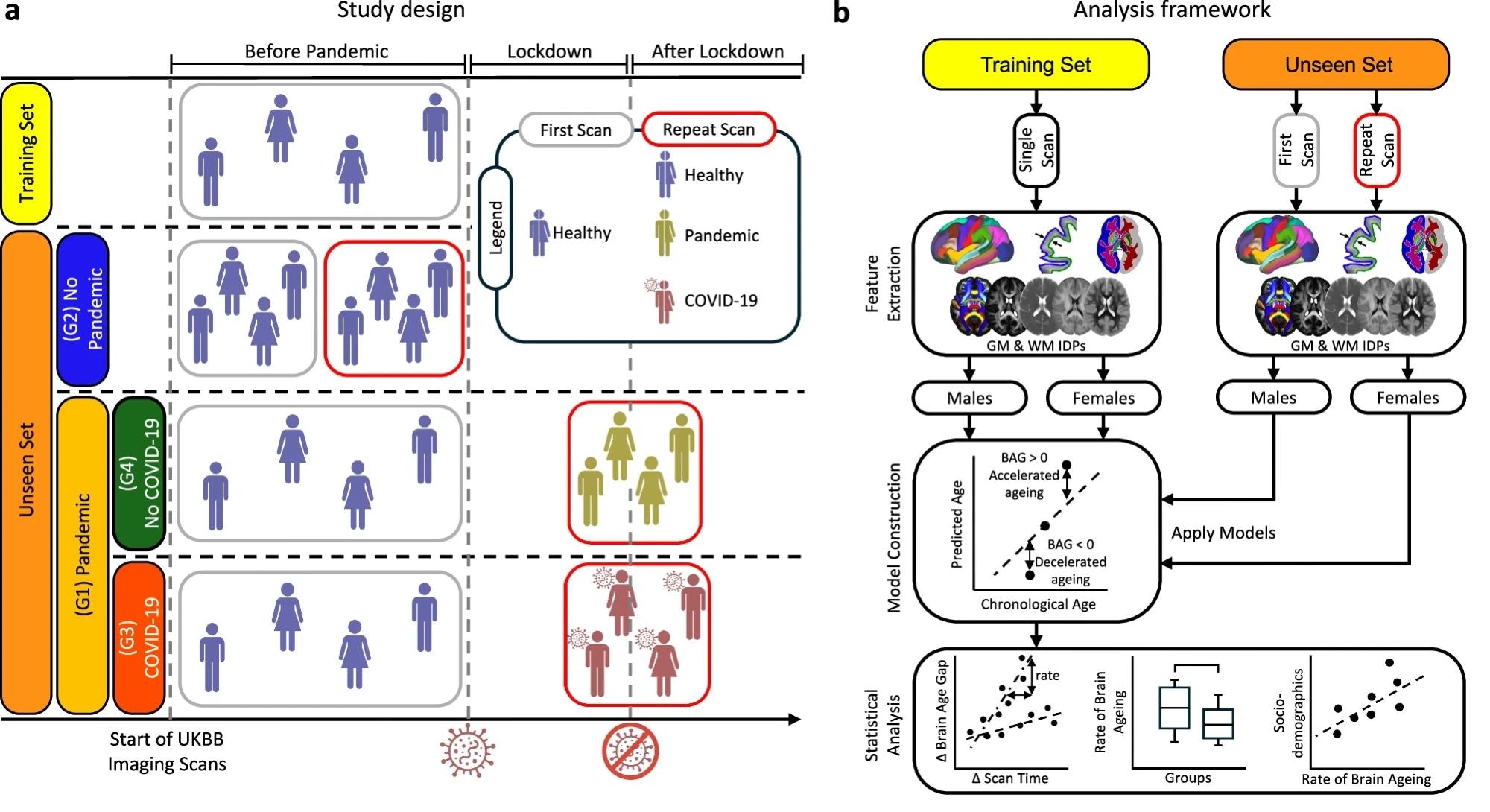 a A brain age prediction model was trained using 20-fold cross-validation on healthy participants with a single pre-pandemic scan (training set). The model was applied to an unseen set comprising the Pandemic group (G1) and the No Pandemic group (G2). G1 was further subdivided into Pandemic–COVID-19 (G3) and Pandemic–No COVID-19 (G4). b Imaging-derived phenotypes (IDPs) were extracted from grey matter (GM) and white matter (WM) across scan times. Separate prediction models were trained by tissue type and sex using pre-pandemic data, and then applied independently to scans from different time points to estimate brain age gap (BAG). Statistical analyses assessed pandemic- and infection-related effects using longitudinal data.