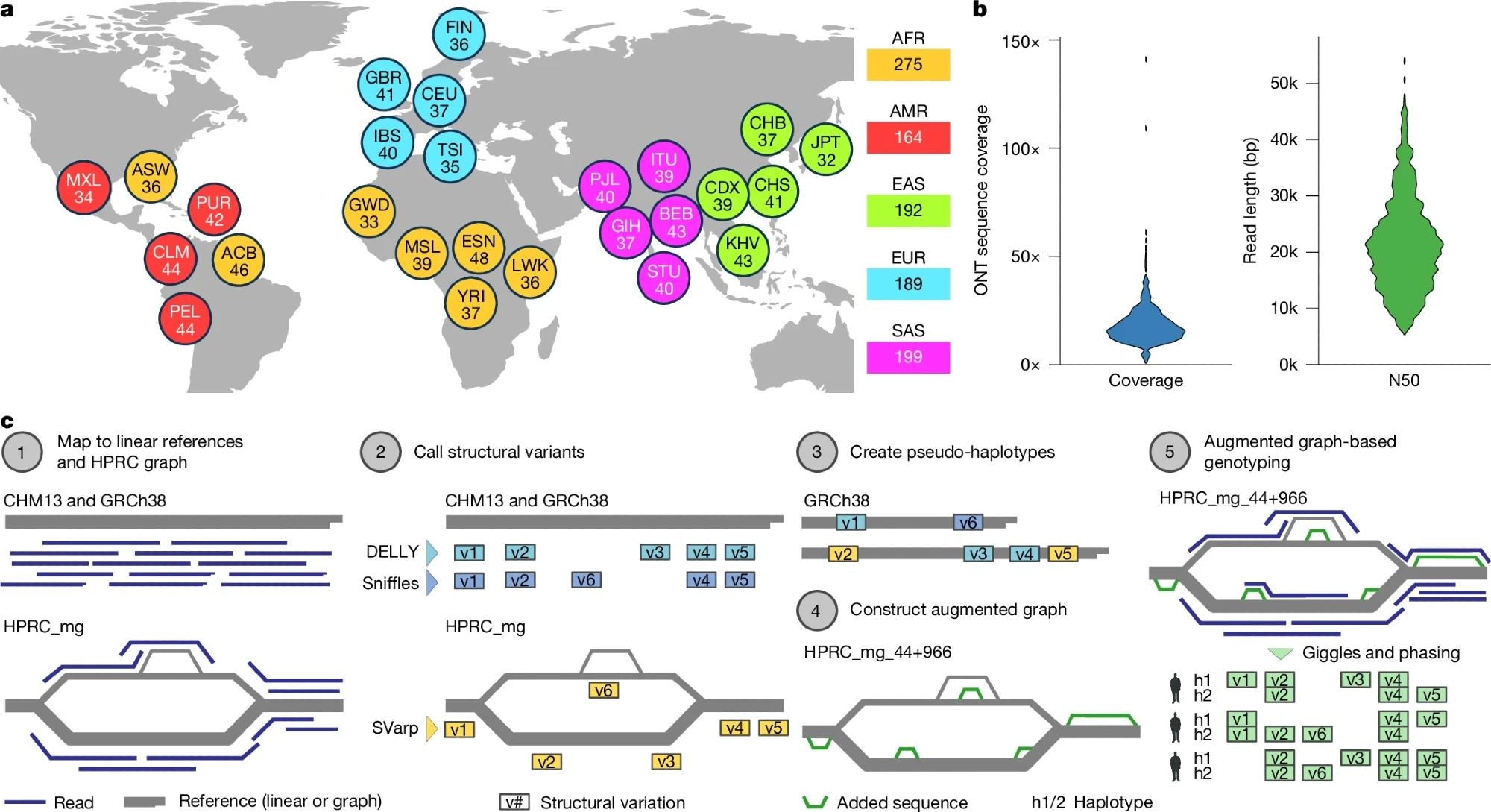 a, Breakdown of self-identified geographical ancestries for 1,019 long-read genomes representing 26 geographies (that is, populations) from 5 continental regions. The three-letter codes used are equivalent to those used in the 1kGP phase III18 and are resolved in Supplementary Table 2. b, ONT sequence coverage per sample, expressed as fold-coverage (left), and N50 read length in base pairs (right). c, Schematic of the SAGA framework for graph-aware discovery and genotyping of SVs using a pangenome graph augmentation approach. Basemap in a from Natural Earth data (https://www.naturalearthdata.com).