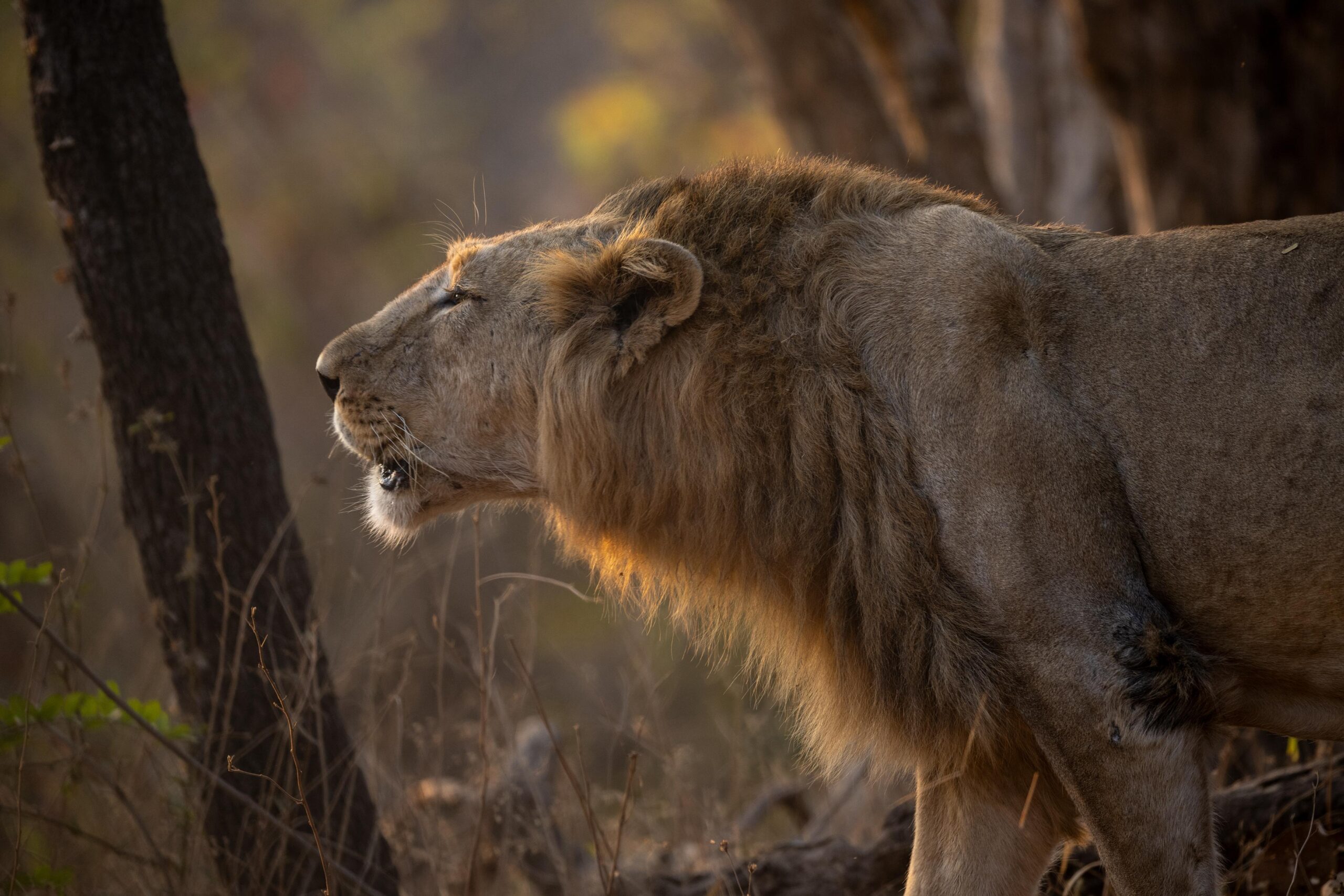 How Gir lions are using scent to communicate