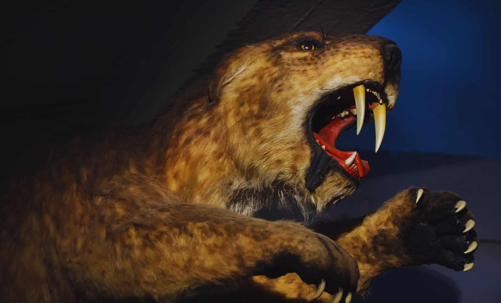 Meet the Gigantic Saber-Toothed Cat That Tracked Bison-Sized Prey 9 Million Years Ago