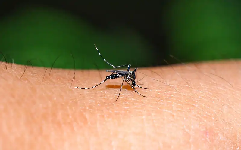 Sindh seeks WHO help to combat mosquito virus outbreak