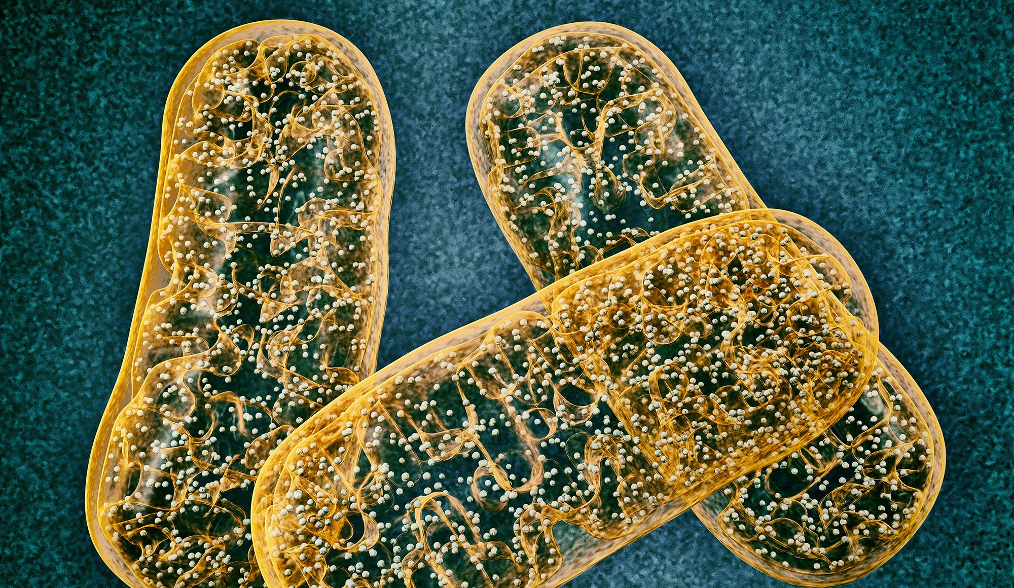 OxPhos System Evolution Explored, Indicating Links Between Mutations and Disease