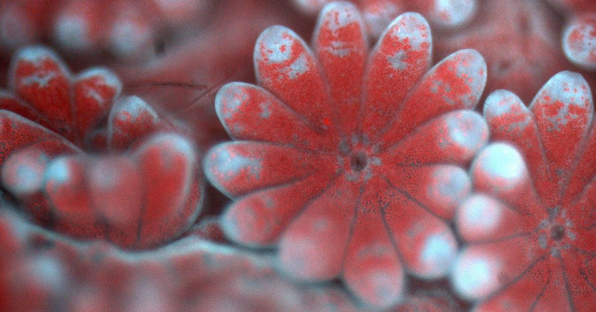 Secret biology of corals unveiled by groundbreaking microscope
