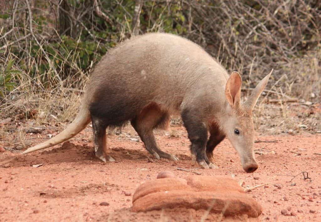 The aardvark, order: Tubulidentata
