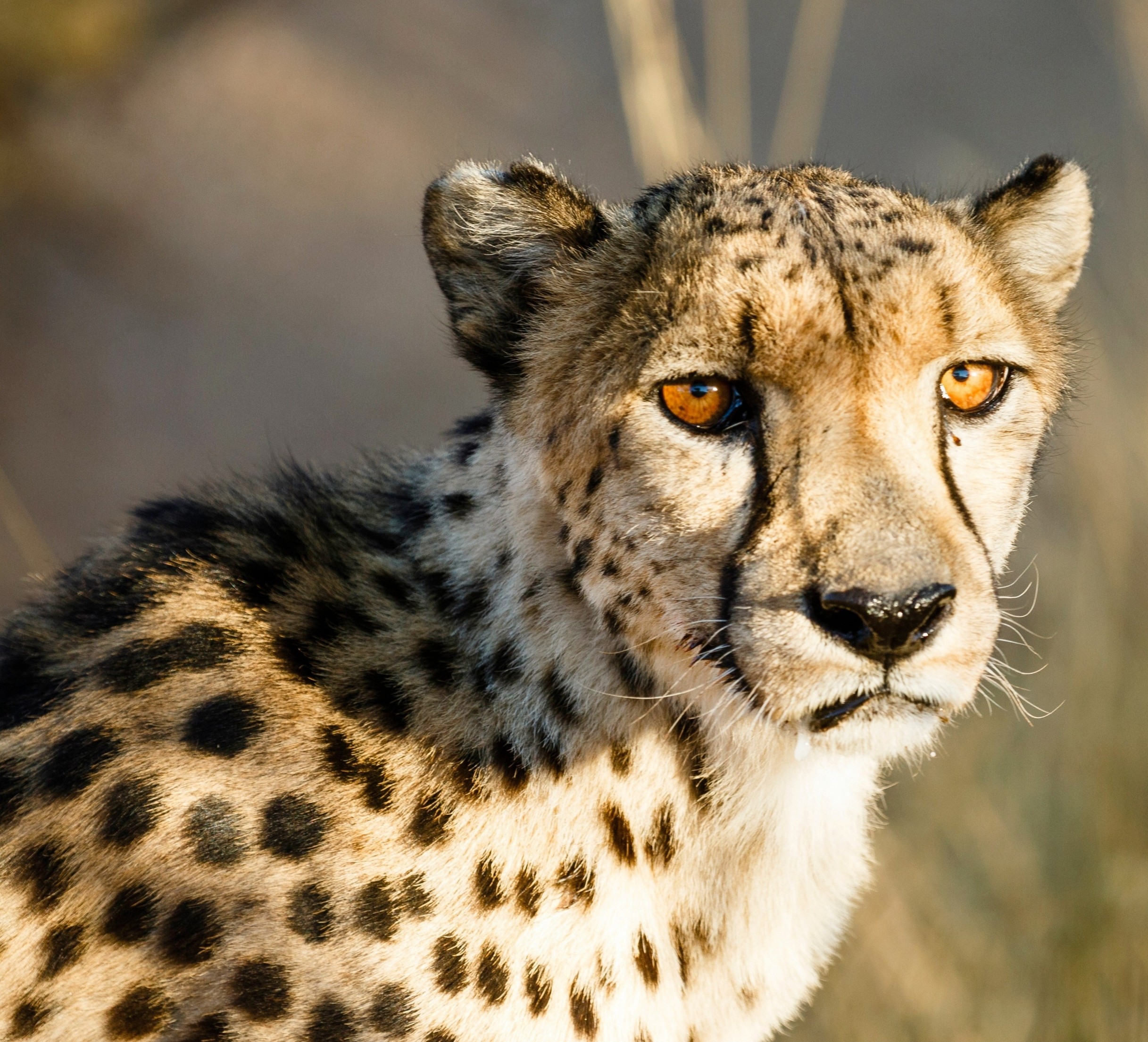 Predators are doomed when their prey vanishes