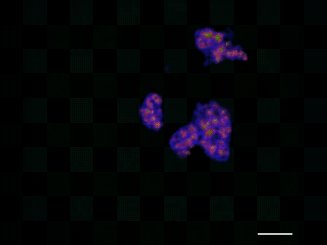 Nucleoli blobs rotate as points of light grow inside them, representing ribosome assembly.
