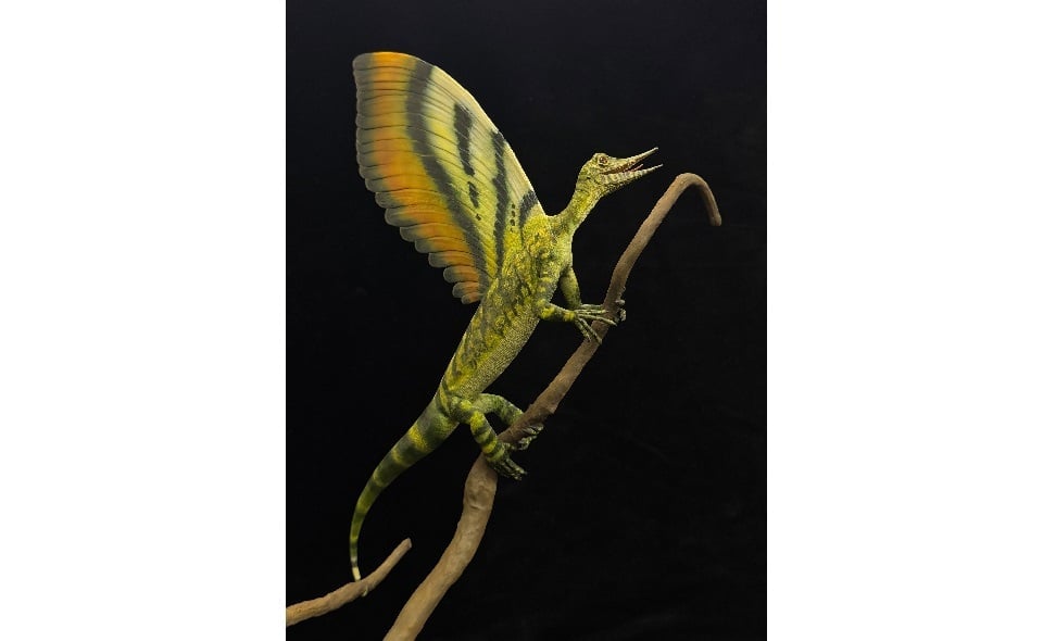 Something like feathers grew on a 247-million-year-old reptile
