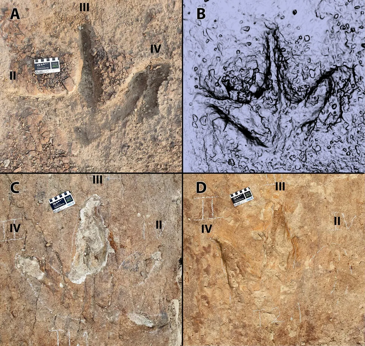 Tyrannosaurid tracks at Skyline Tracksite