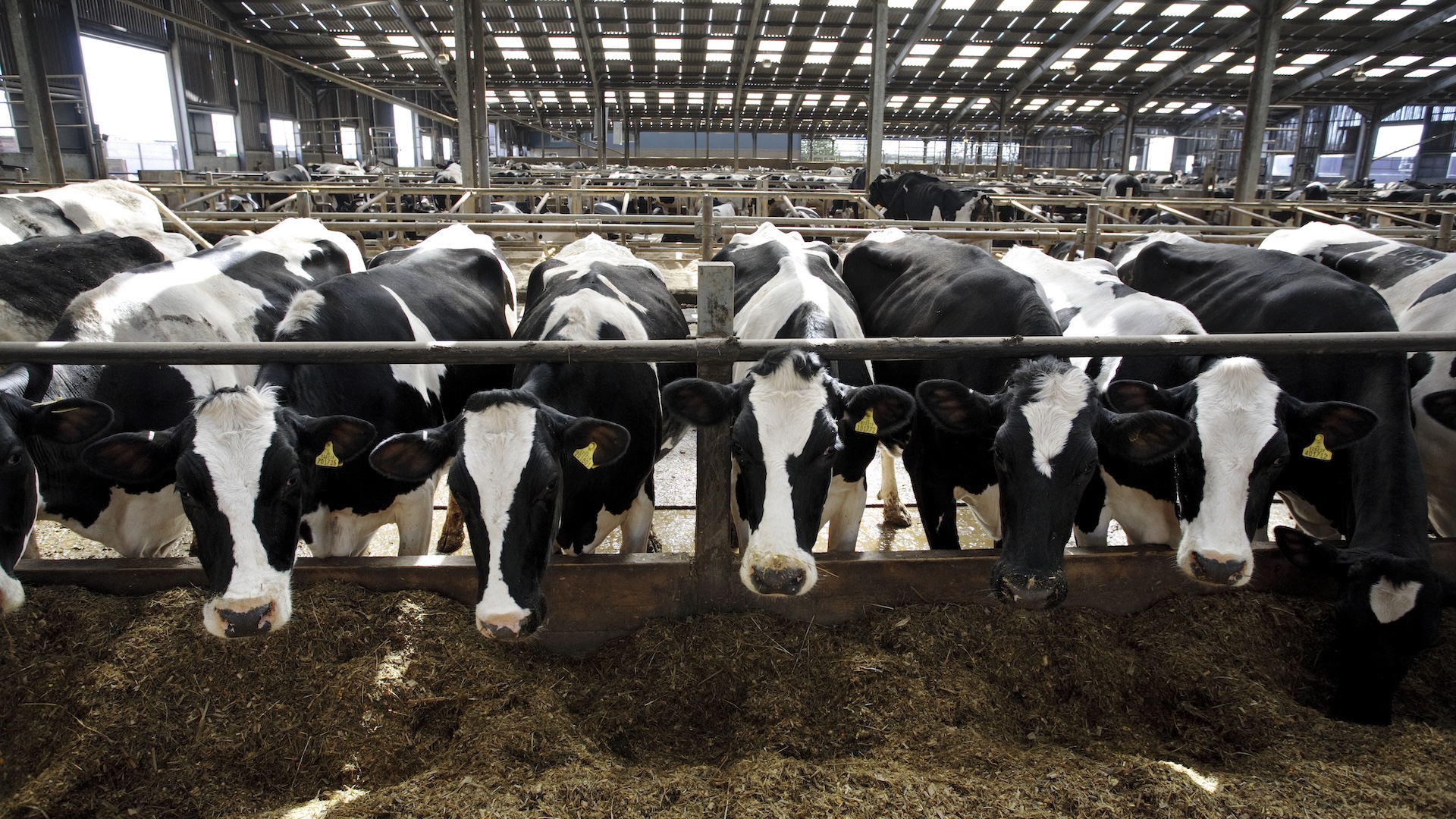 Raw milk carrying Salmonella sickened 170 people in 5 states, mainly kids
