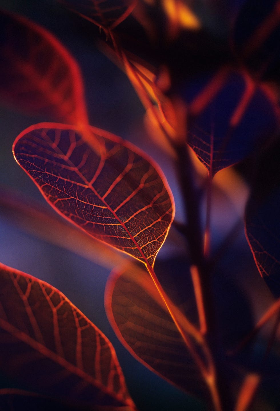 Smoke bush. Smoke bush.