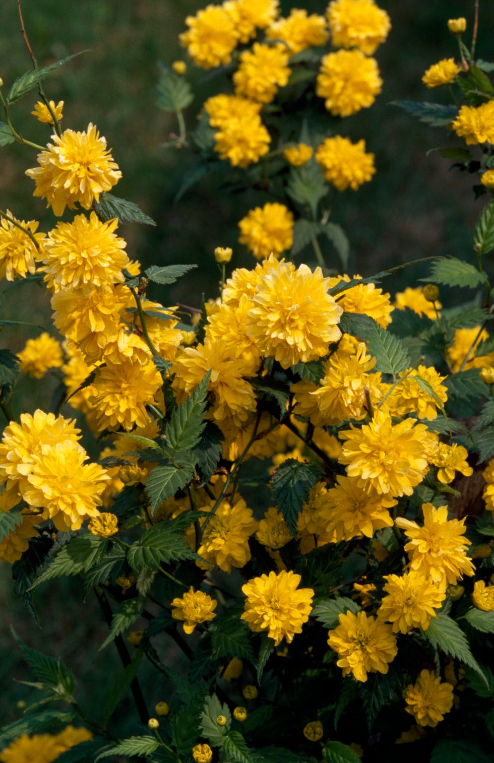 Japanese Kerria (Kerria japonica)... Japanese Kerria (Kerria japonica)...