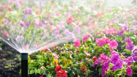 Getty Images An automatic sprinkler watering a bed of flowers in bright sunshine.