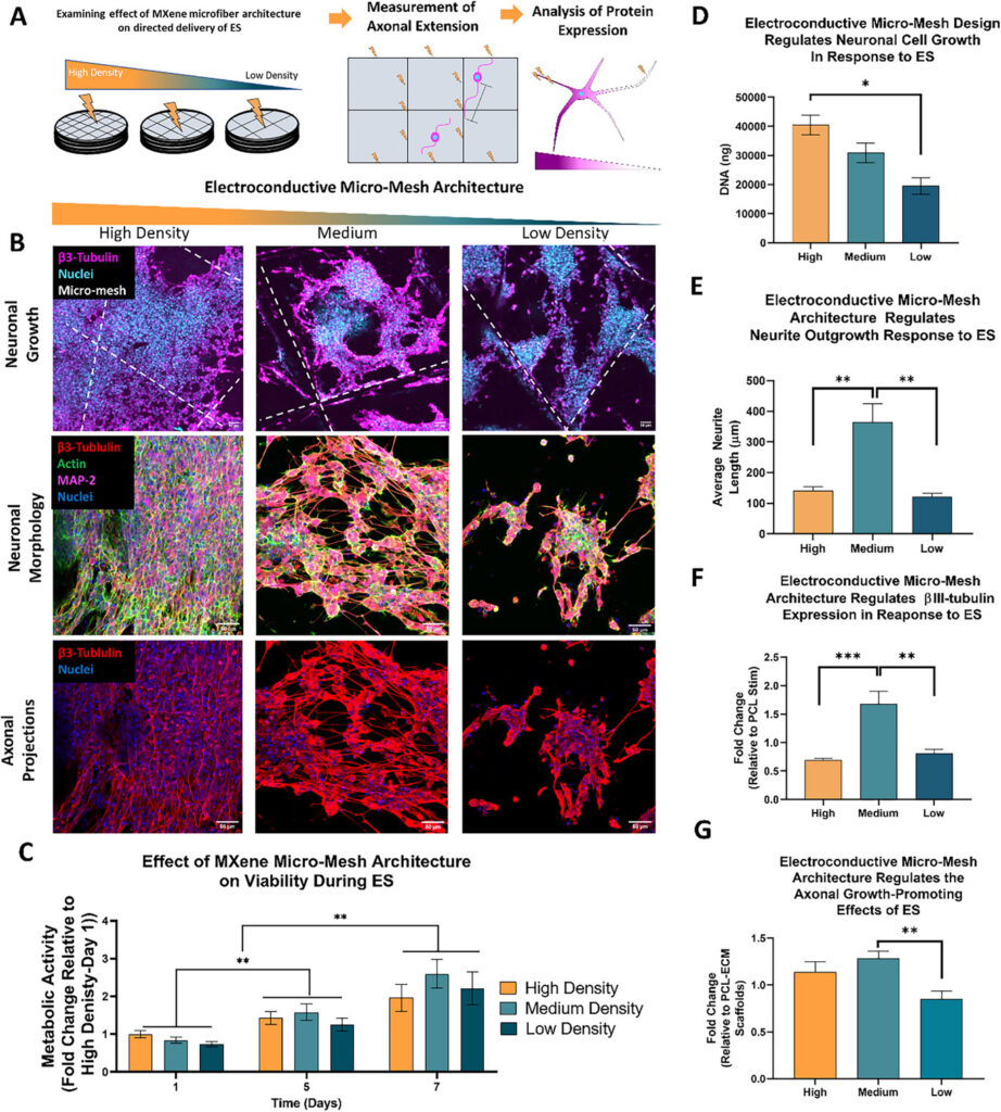 The Effect of MXene-ECM Scaffold Conductivity and 3D printed Micro-Mesh Design on Neuronal Cell Behavior in Response to Continuous Electrical stimulation. Image via RCSI.