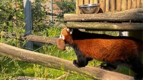 West Midlands Safari Park Red panda new mother Mei Lin walks along a tree trunk carrying one of her cubs at the safari park. Her coat is red in the sunshine, and the enclosure has grass and shrubs and a water bowl.
