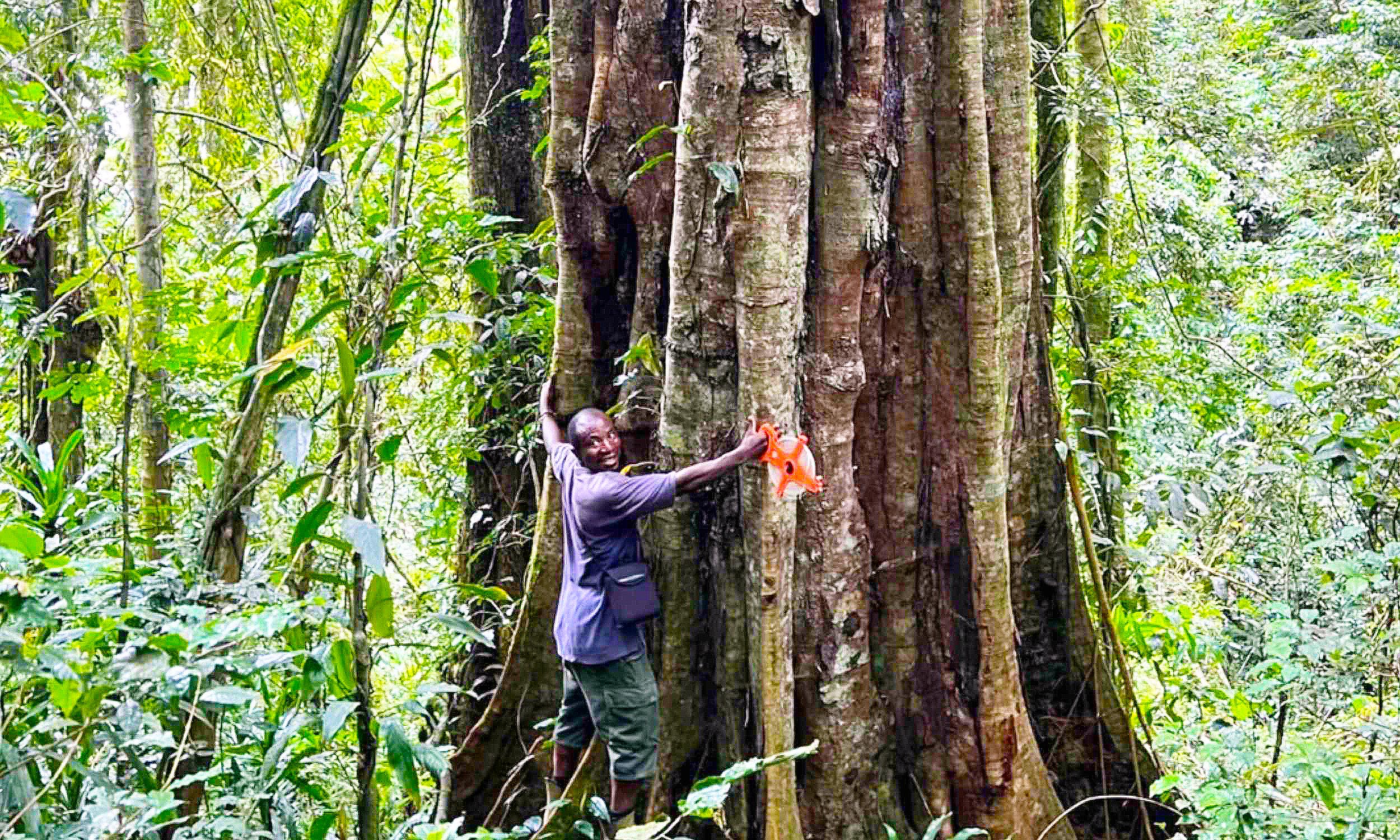 Scientists discover giant 3,000-year-old trees never seen before