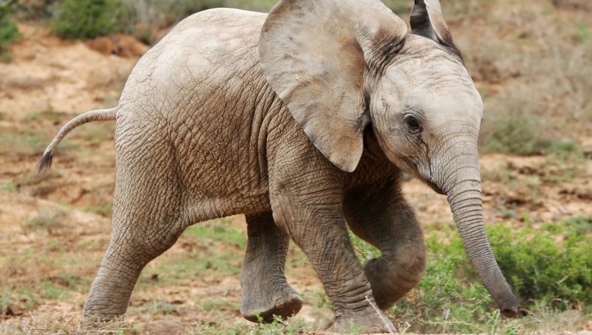 “World’s Rarest Elephant”: Meet Motty, The Only Known Elephant Hybrid