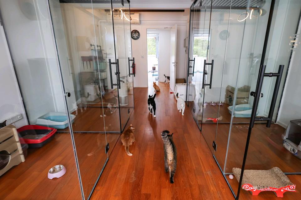 Cats are allowed to roam the shelter, but those that are sick are confined in glass rooms.
