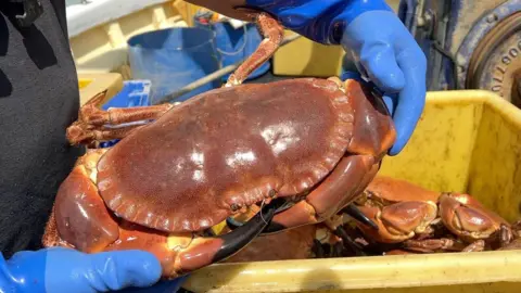 A large crab with a shiny brown shell being being held by a person wearing blue rubber gloves and an apron. The crab has come from a yellow box marked with signs of long use. It contains more shellfish albeit smaller in size than the crab.