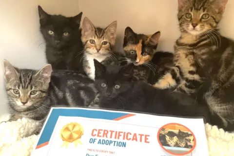 Kim McNeill The group of six cats with a certificate of adoption in front of them