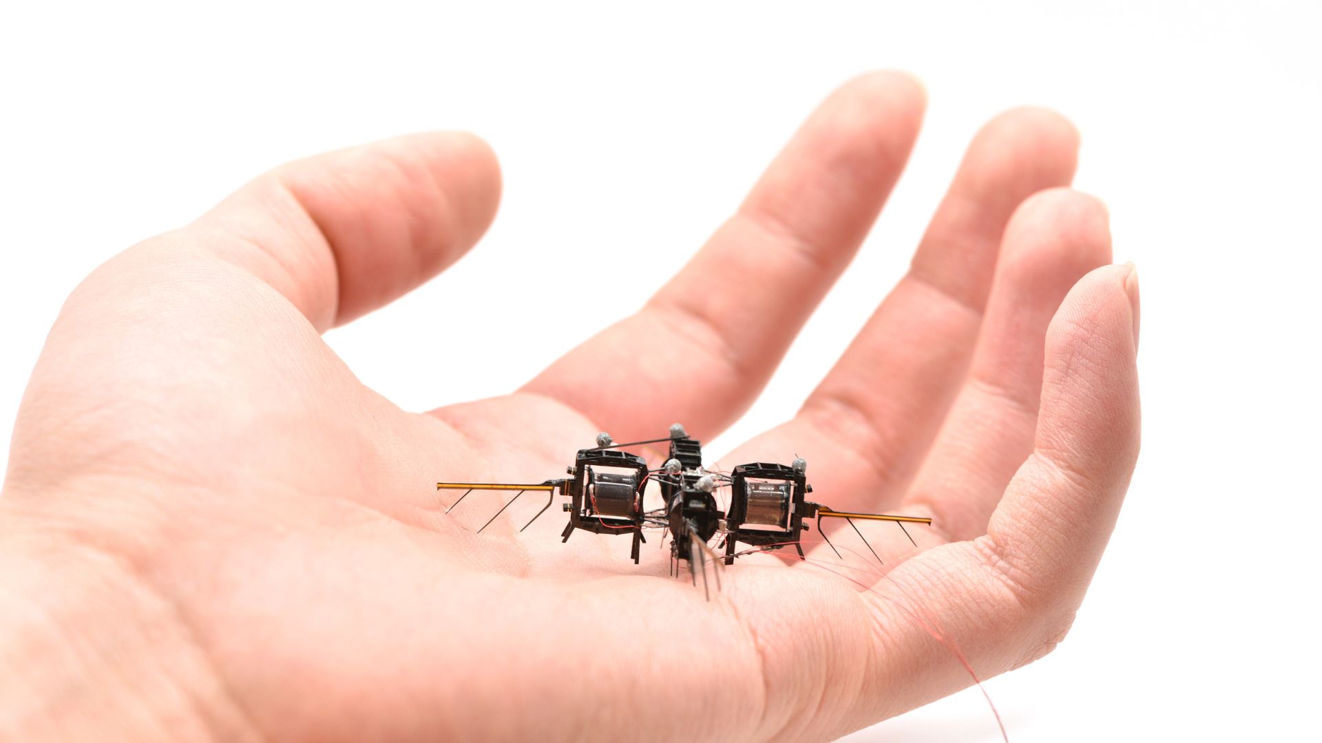 Bees’ secret to learning may transform how robots recognize patterns
