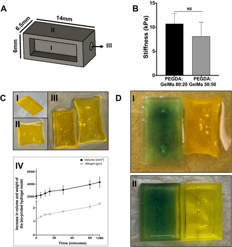 Stiffness, expansion, and diffusivity of bioprinted hydrogels composed of PEGDA ≥ 2 kDa and GelMa. Image via UBCO.