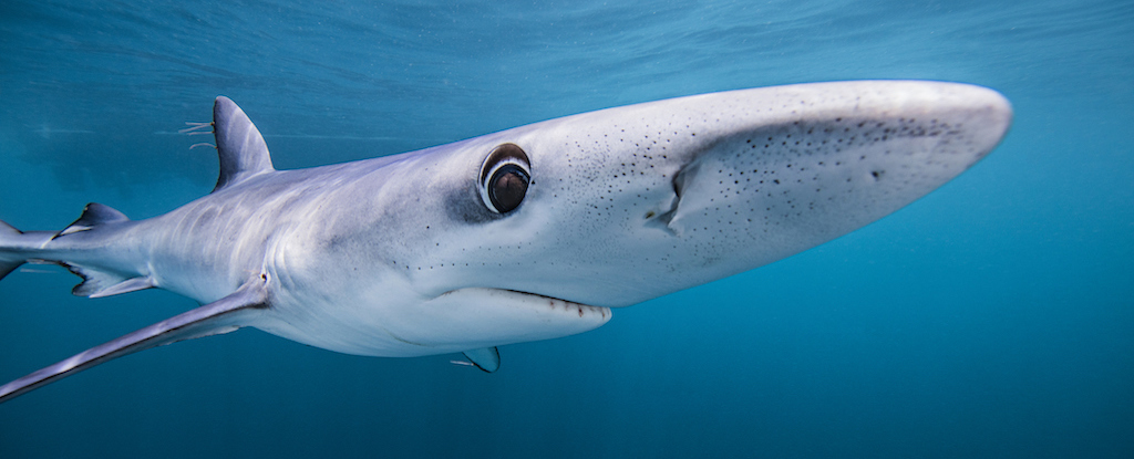 Blue Sharks May Be Secret Chameleons, Scientists Discover : ScienceAlert