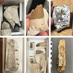 The evolution of bone-eating worm diversity in the Upper Cretaceous Chalk Group of the United Kingdom