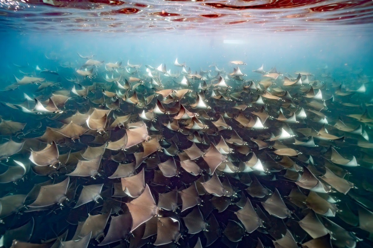 Video of Tens of Thousands of Migrating Rays Is Bringing Relaxation to Our Timelines