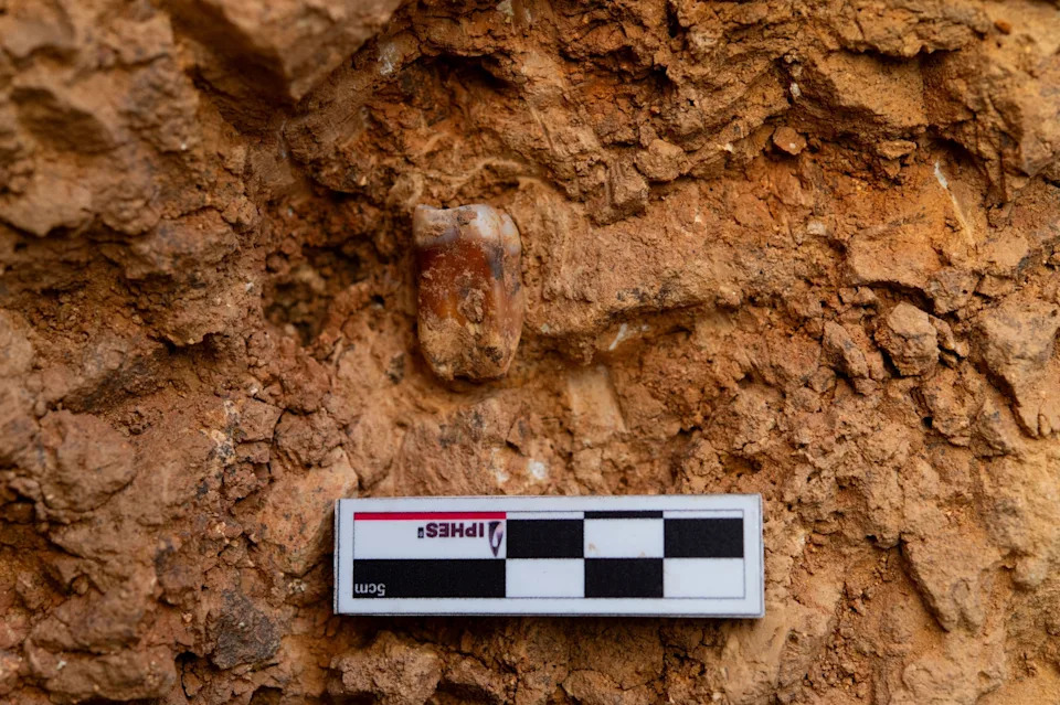 850,000-year-old Homo antecessor tooth.