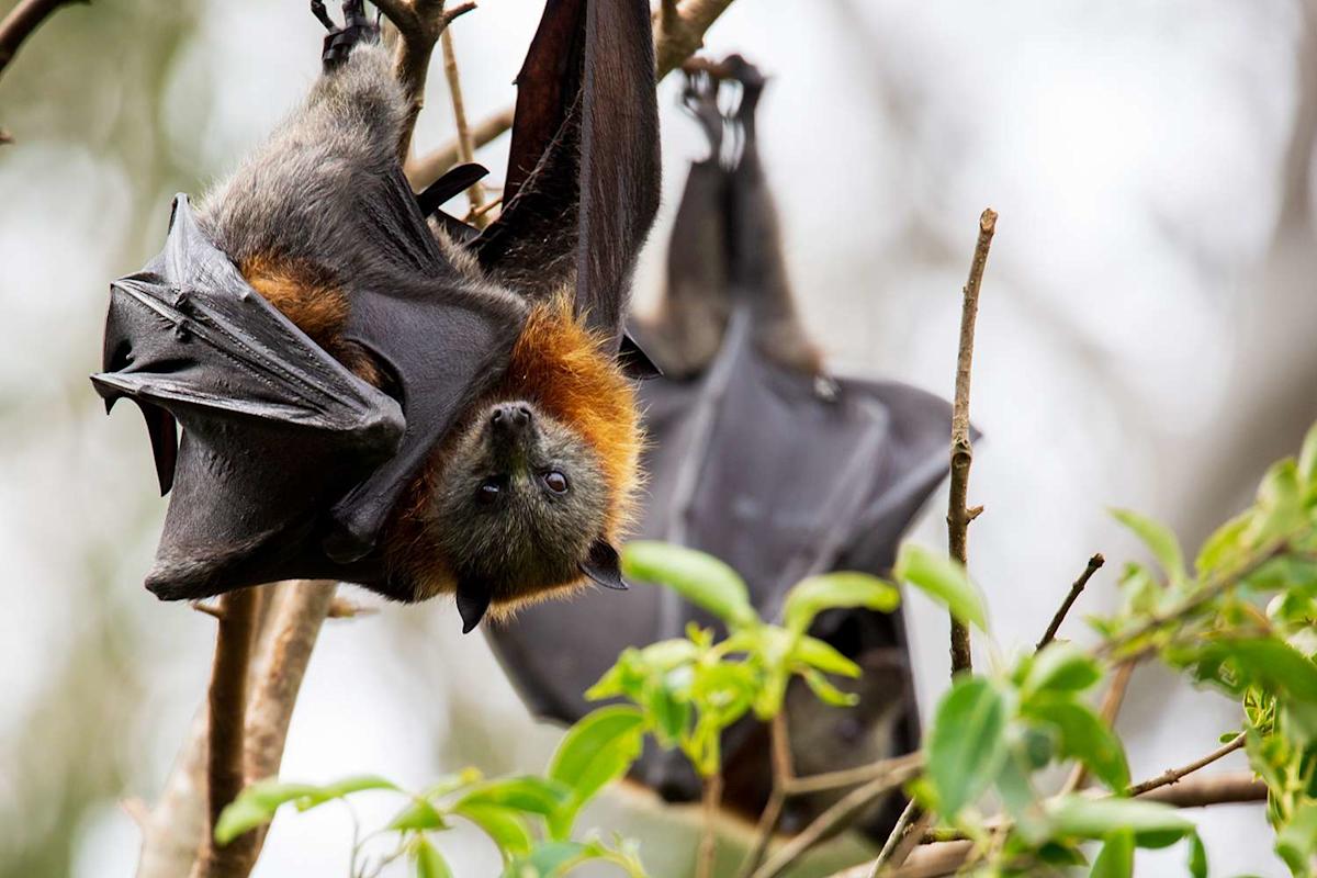 Man with Rare Bat Virus in Critical Condition After Being ‘Bitten Several Months Ago,’ Say Authorities
