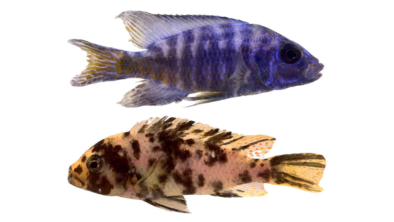 Gut Length Driven by ‘Sexual Conflict’ in Fish Species
