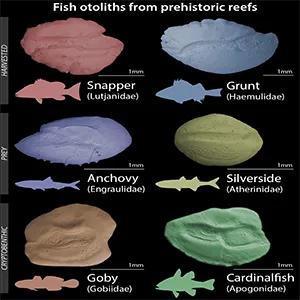 Fish otoliths — the calcium carbonate structures found in fishes' inner ears — from human harvested fish, prey fish (those eaten by predatory fish) and reef-sheltered fish (also known as cryptobentic fish) found in 7000 year-old fossilized Caribbean reefs from Panama and the Dominican Republic. Credit: Erin Dillon