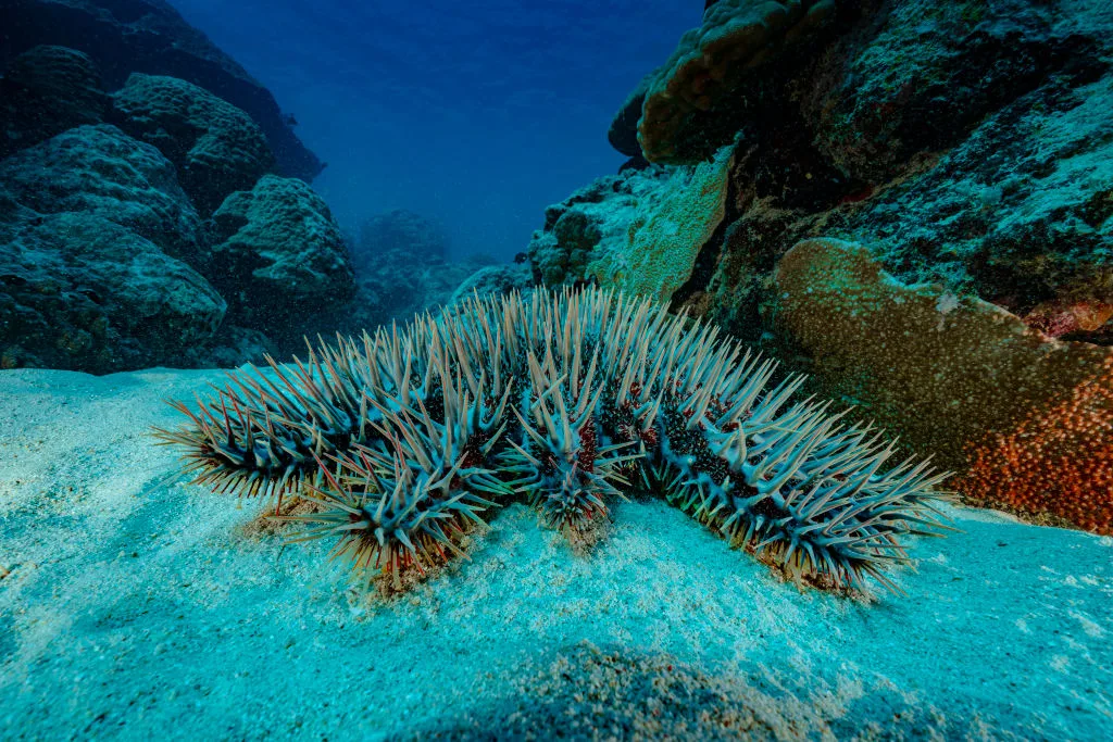 The crown-of-thorns starfish on the ocean floor