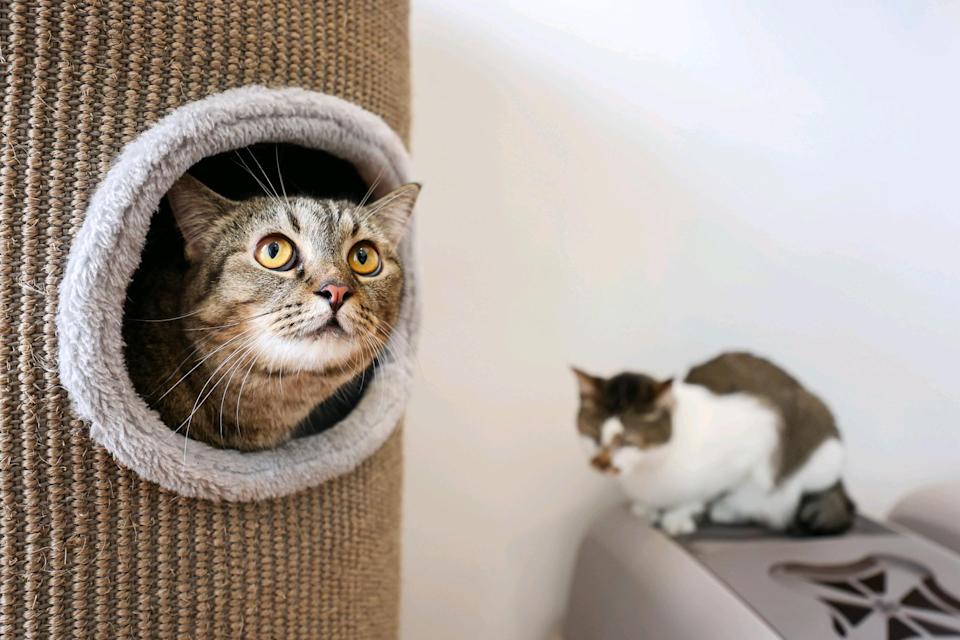 Two of the 30 cats at the sanctuary. Operations manager Eva Helina Irman said many of the residents are ready for adoption.
