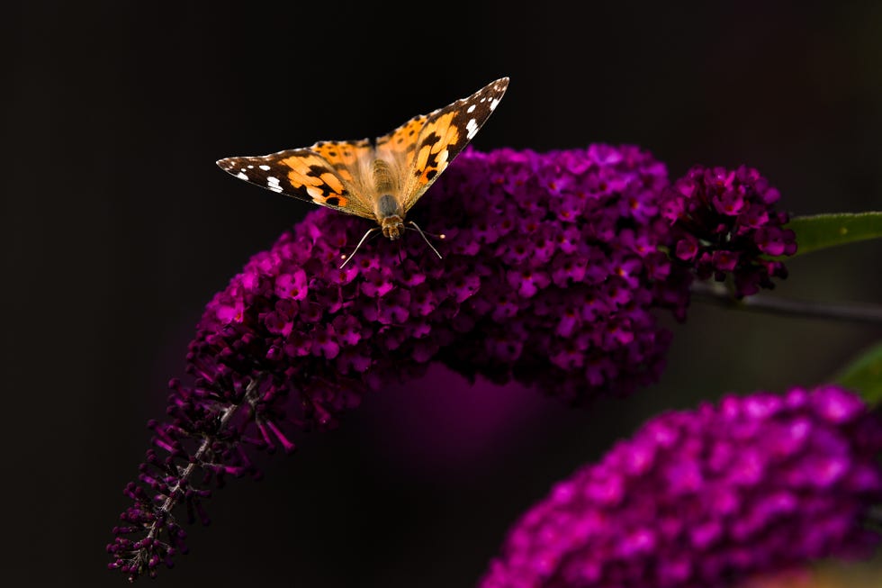 Unusually High Numbers of Painted Lady Butterflies Reported Across Europe Unusually High Numbers of Painted Lady Butterflies Reported Across Europe