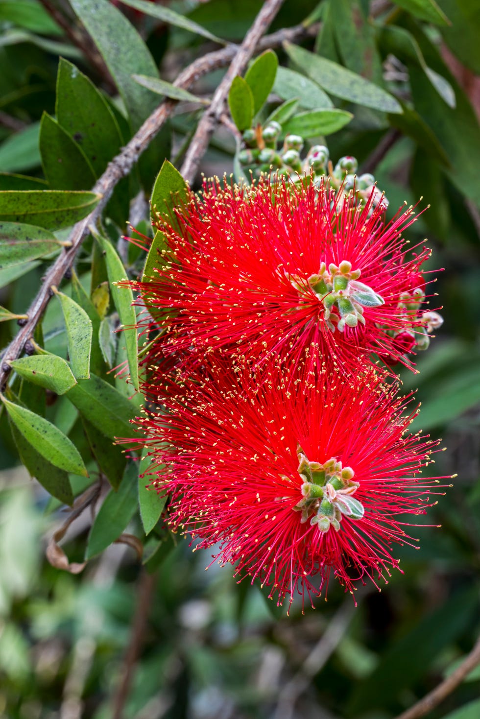 Bottlebrush in flower Bottlebrush in flower