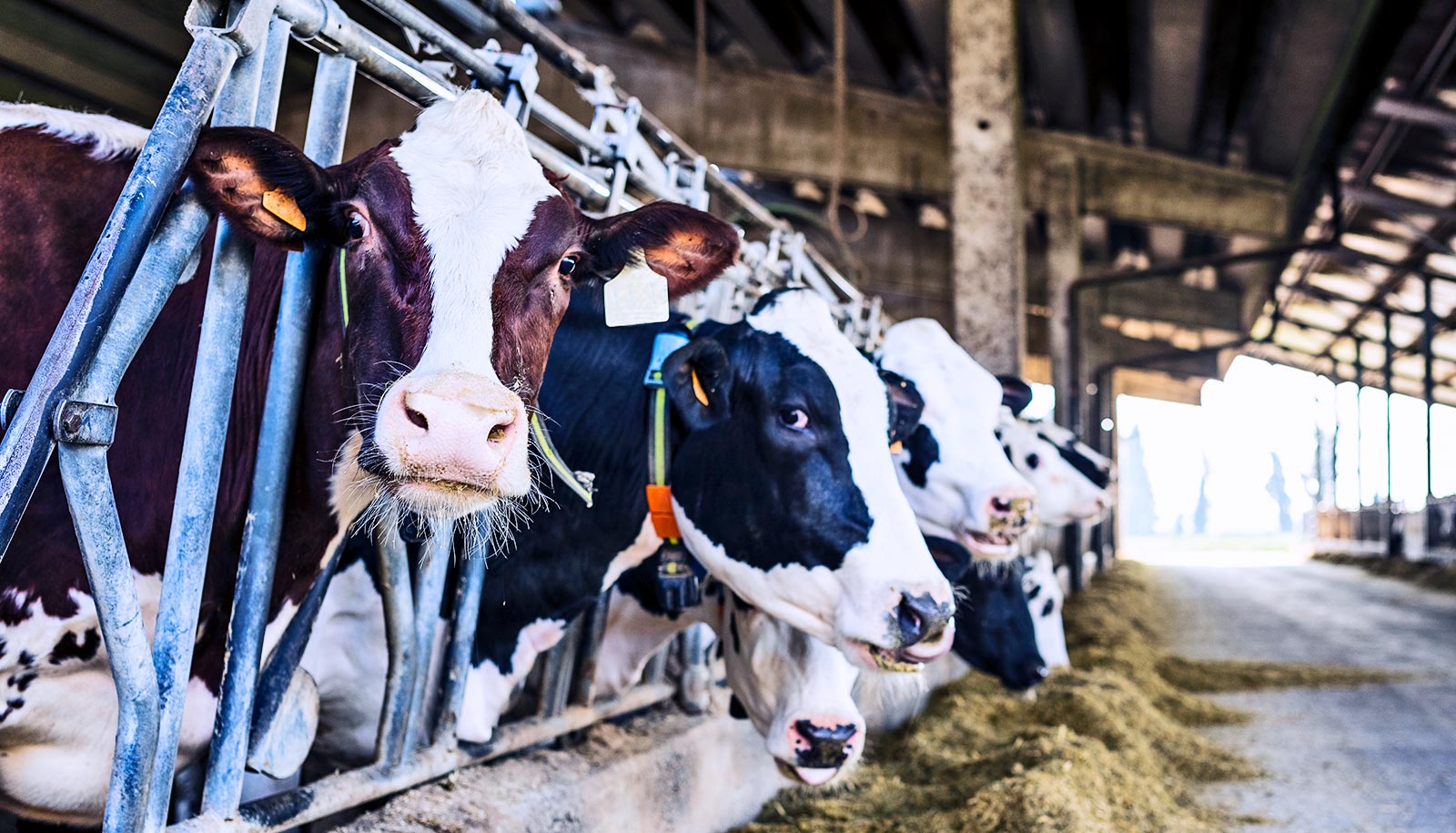 Deadly Salmonella in cows is on the rise globally