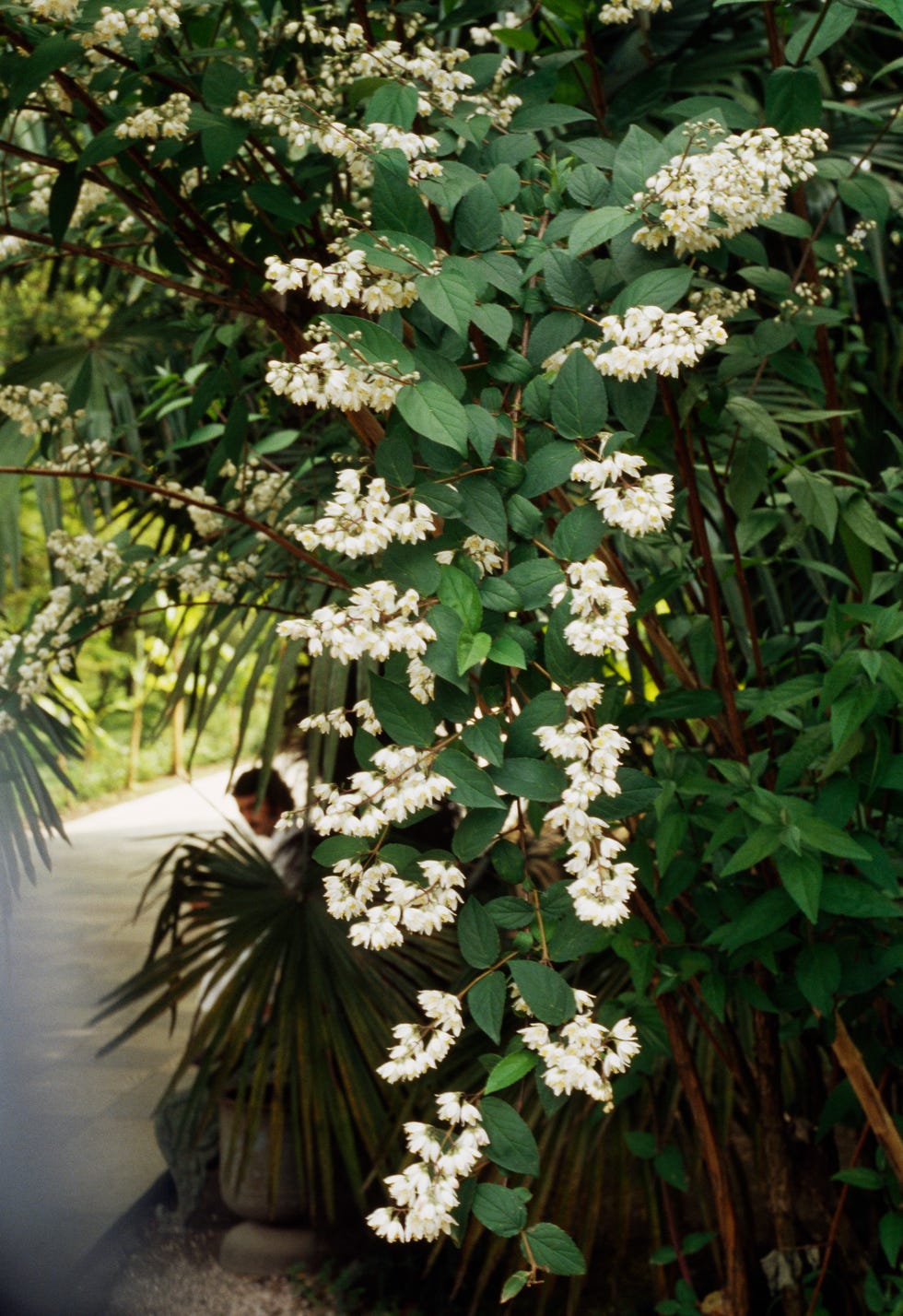 Mock orange... Mock orange...