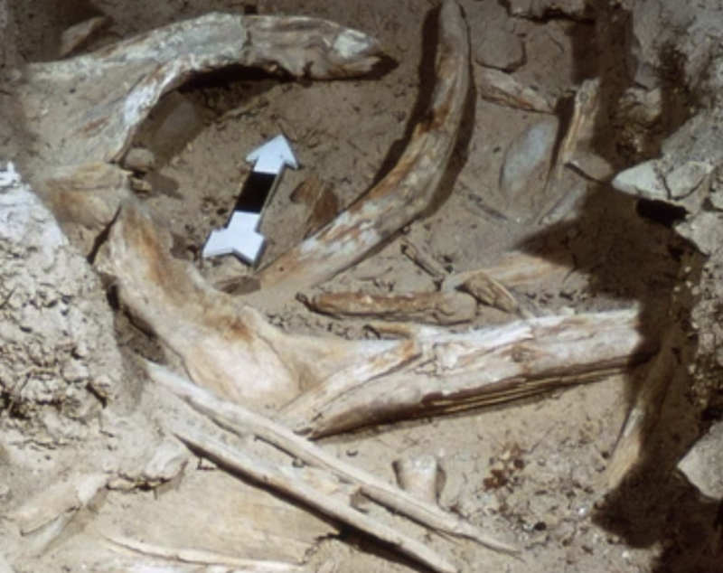 Ancient driftwood, inside a cave.