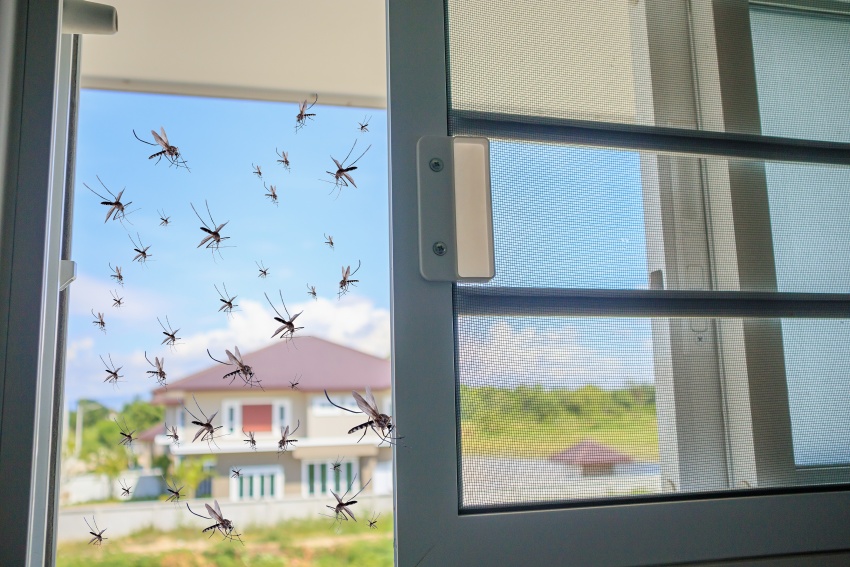Experts warn of unpredictable severity of dengue fever