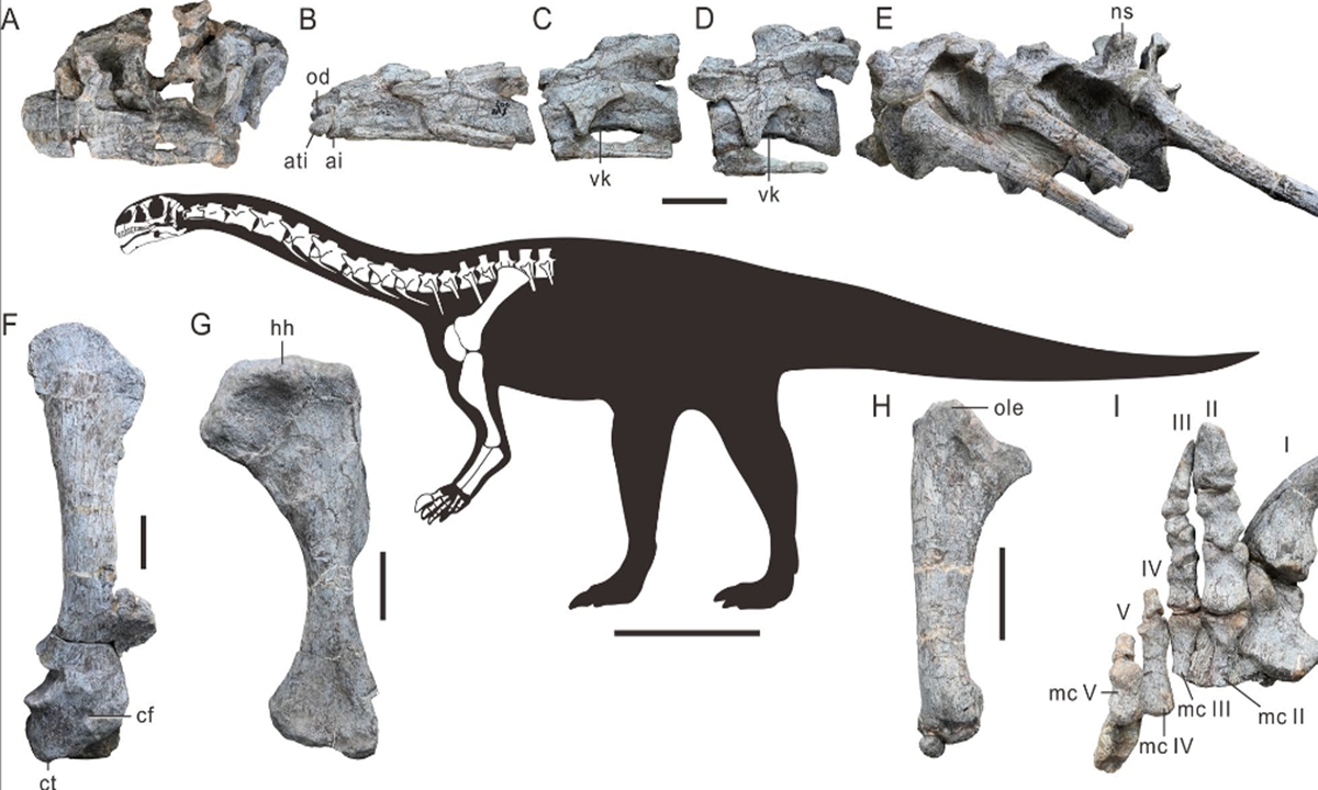 East Asia’s earliest sauropod dinosaur species discovered in SW China’s Yunnan