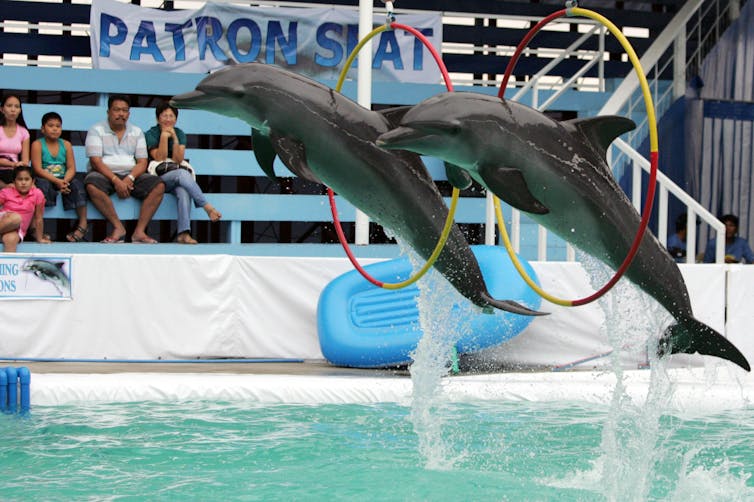 dolphins leap through hoops above swimming pool as crowd watches on