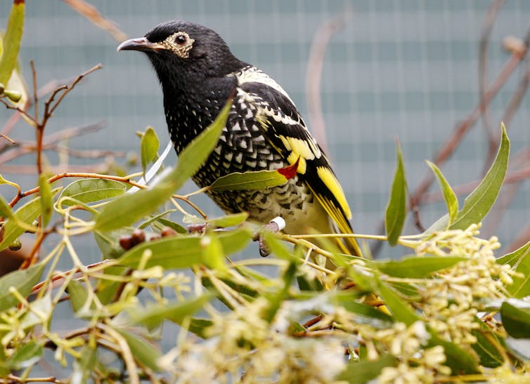 A yellow and black bird on foliage