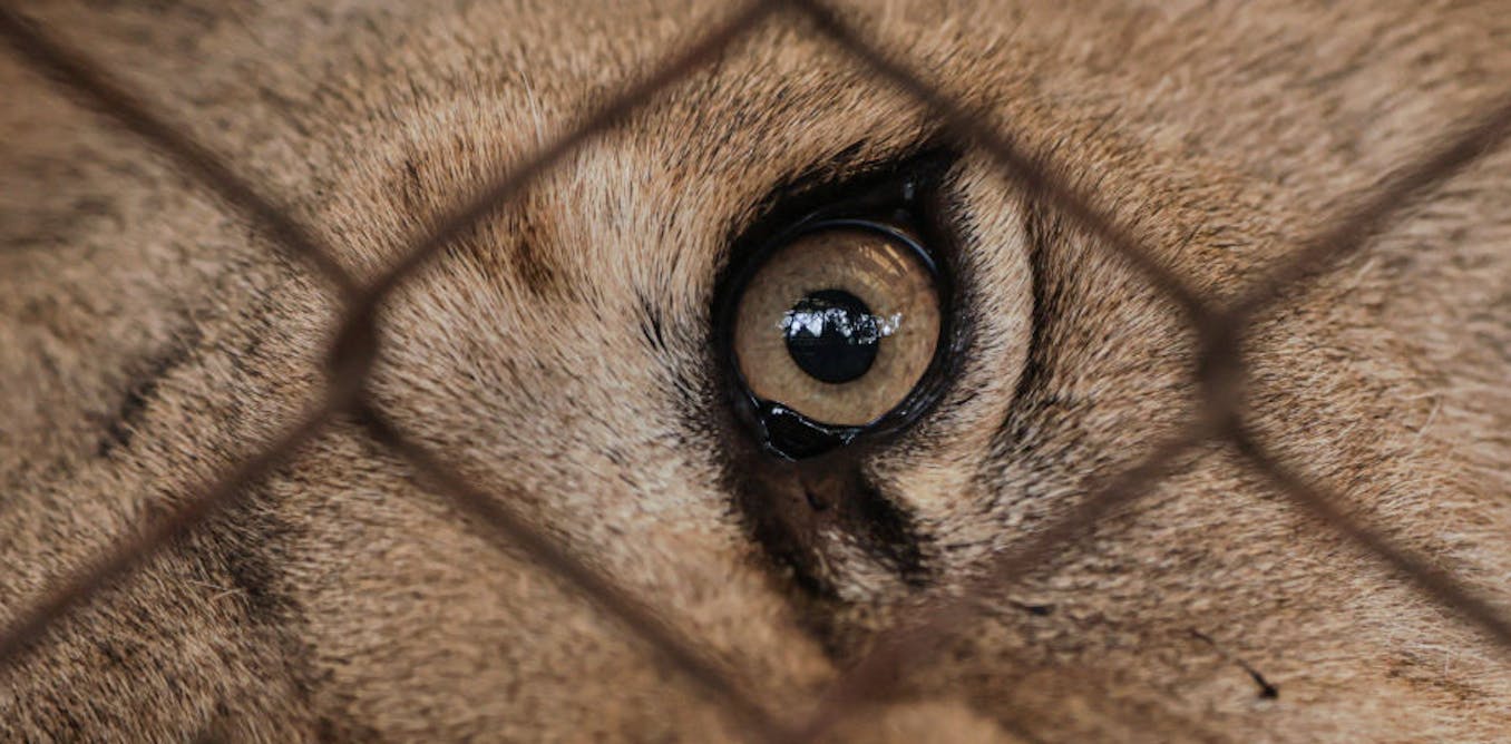 Queensland’s horrific lion attack shows wild animals should not be kept for our amusement