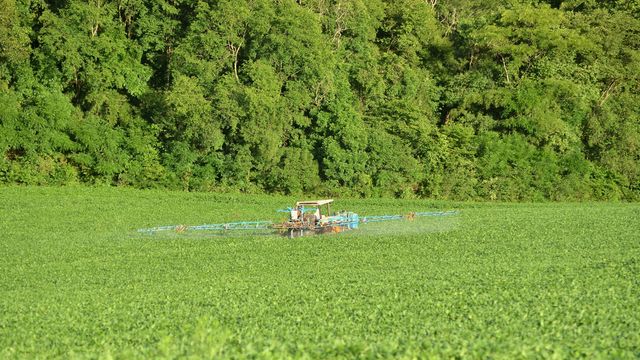 Fungicide, Banned in Europe, Is Still Killing Aus Insects