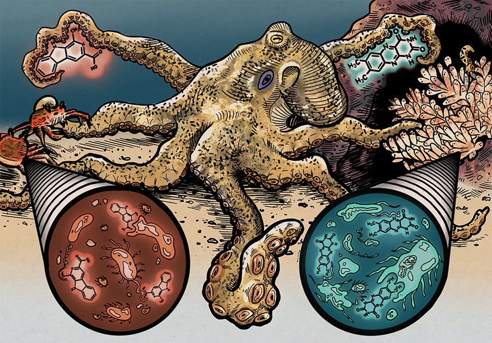 illustration showing an octopus with one arm touching a crab and molecules from its microbiome, and another arm touching egg casings and the molecules from those.